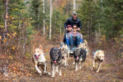 Willow: Summer Dog Sledding Ride in Alaska