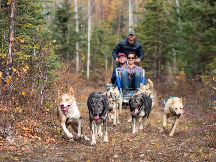 Willow: Summer Dog Sledding Ride in Alaska