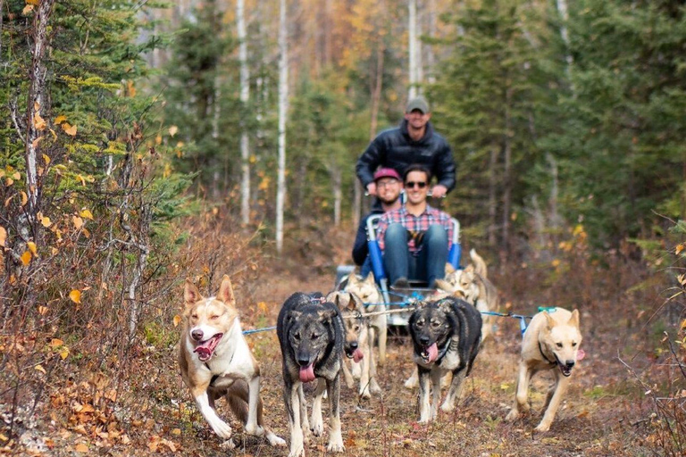 Willow: Summer Dog Sledding Ride in Alaska