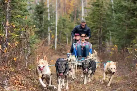 Willow: Summer Dog Sledding Ride in Alaska