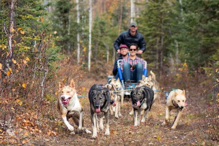 Weide: Sommerhundeschlittenfahrt in Alaska. Foto: GetYourGuide