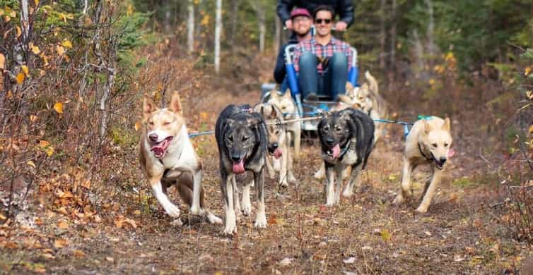 Willow: Summer Dog Sledding Ride in Alaska