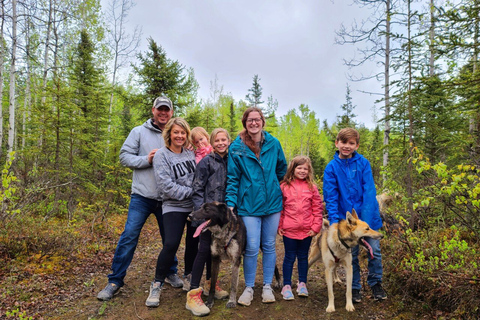 Willow: Summer Dog Sledding Ride in Alaska
