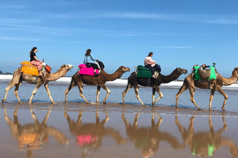 Agadir : safari en quad et balade en chameauRandonnée en quad et à dos de chameau sur la plage de Desert Banana