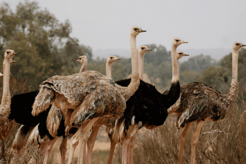 Agadir: Sous Massa Park Safari, Desert Jeep Tour, and Lunch