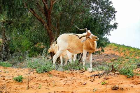 Agadir: Safari nel parco di Sous Massa, tour in jeep nel deserto e pranzo