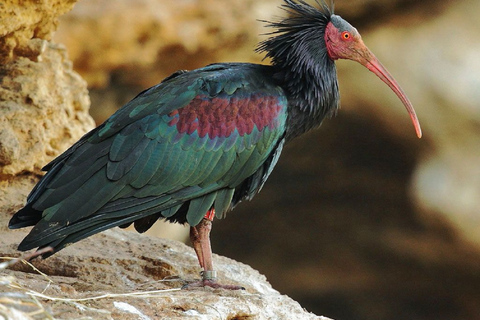 Agadir : Safari dans le parc de Sous Massa, excursion en jeep dans le désert et déjeuner