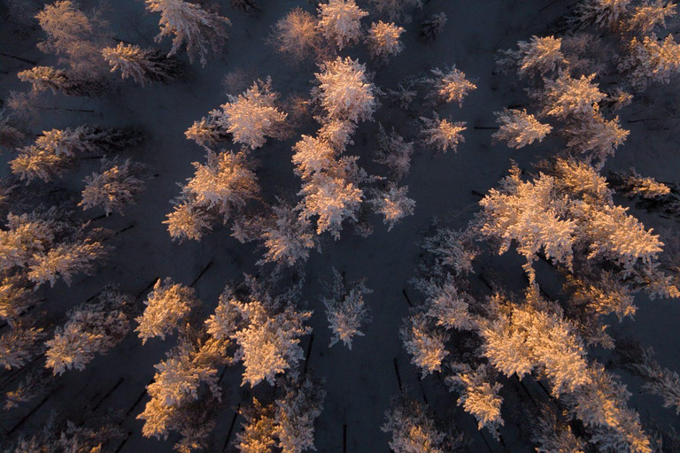 Rovaniemi: Snowmobile Safari & Reindeer Encounter