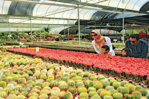 Visite à la journée des Cameron Highlands au départ de Kuala LumpurExcursion d'une journée dans les Cameron Highlands au départ de Kuala Lumpur