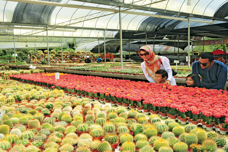 Visite à la journée des Cameron Highlands au départ de Kuala LumpurExcursion d'une journée dans les Cameron Highlands au départ de Kuala Lumpur