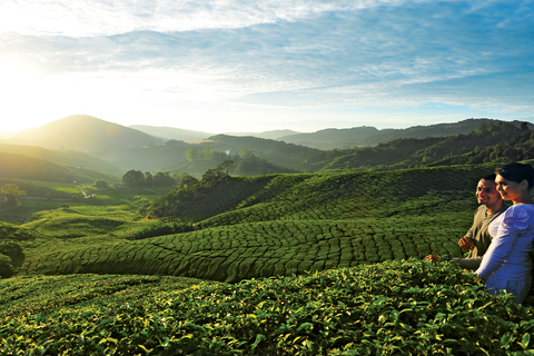 Cameron Highlands 1 dagstur från Kuala Lumpur