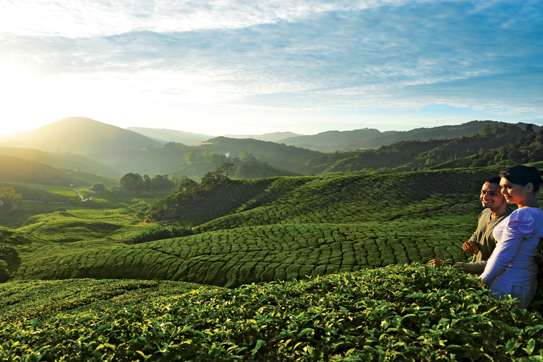 Visite à la journée des Cameron Highlands au départ de Kuala LumpurExcursion d'une journée dans les Cameron Highlands au départ de Kuala Lumpur