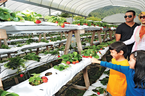 Cameron Highlands 1-dniowa wycieczka z Kuala Lumpur