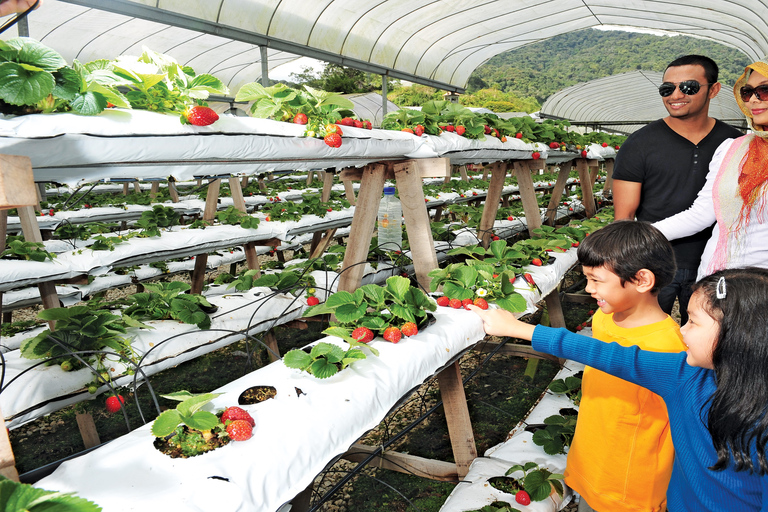 Tour di 1 giorno delle Cameron Highlands da Kuala Lumpur