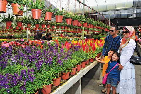 Tour di 1 giorno delle Cameron Highlands da Kuala Lumpur