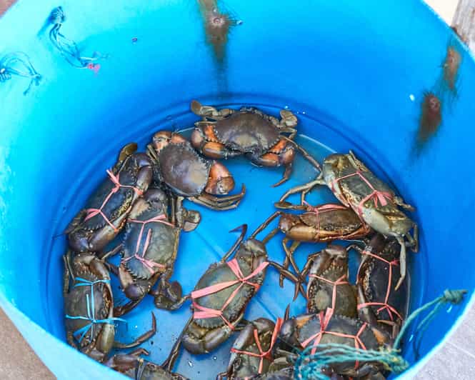 From Kuala Lumpur Crab Island Tour with Seafood Lunch GetYourGuide