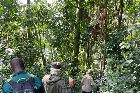 Kigali: tour di 4 giorni tra gorilla e scimpanzéKigali: tour di 4 giorni con trekking tra gorilla e scimpanzé