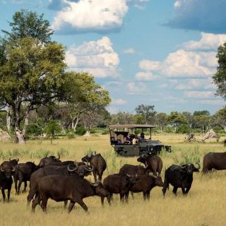 From Victoria Falls: Chobe National Park Private Tour
