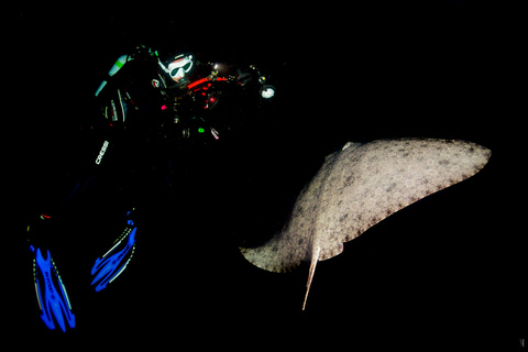 Santa Cruz de Tenerife: Nocturnal Life Guided Night Dive