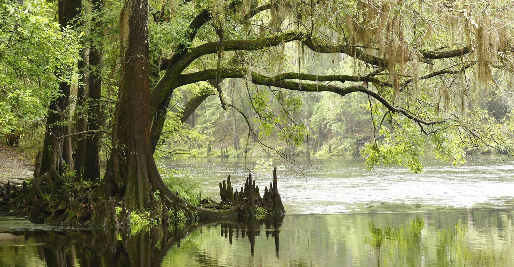 From Miami: Everglades Airboat Gator Spotting Tour photo 13