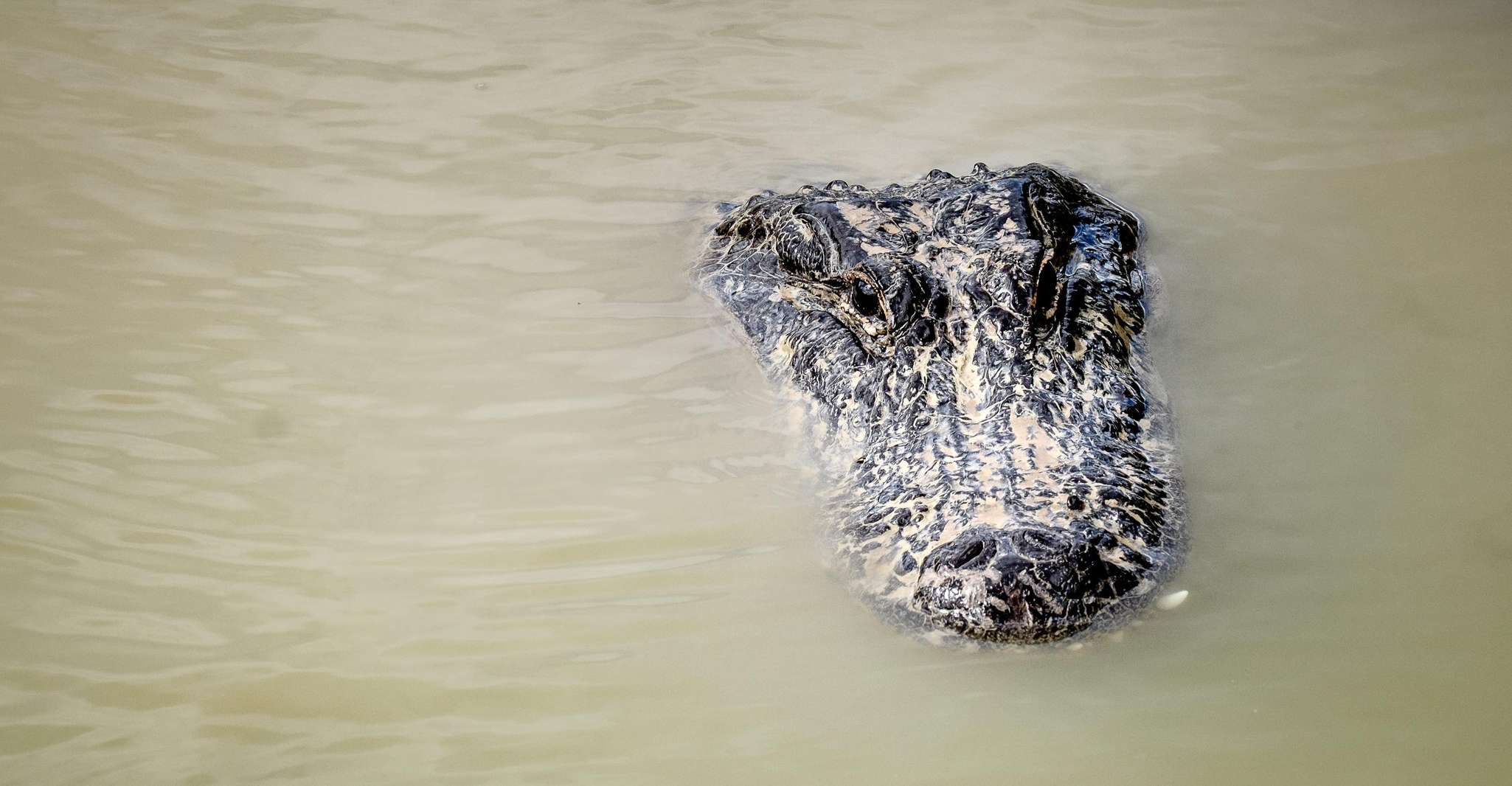 From Miami: Everglades Airboat Gator Spotting Tour photo 4