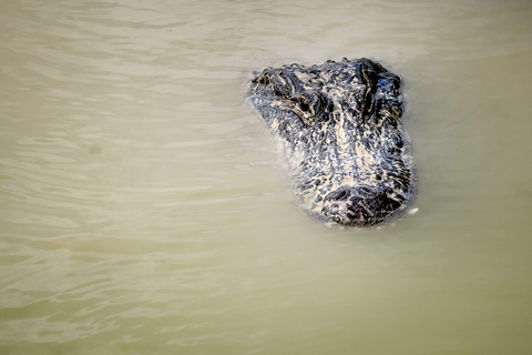 South Beach: Everglades Wildlife Airboat TourMorgonrundtur (kl. 9.00)