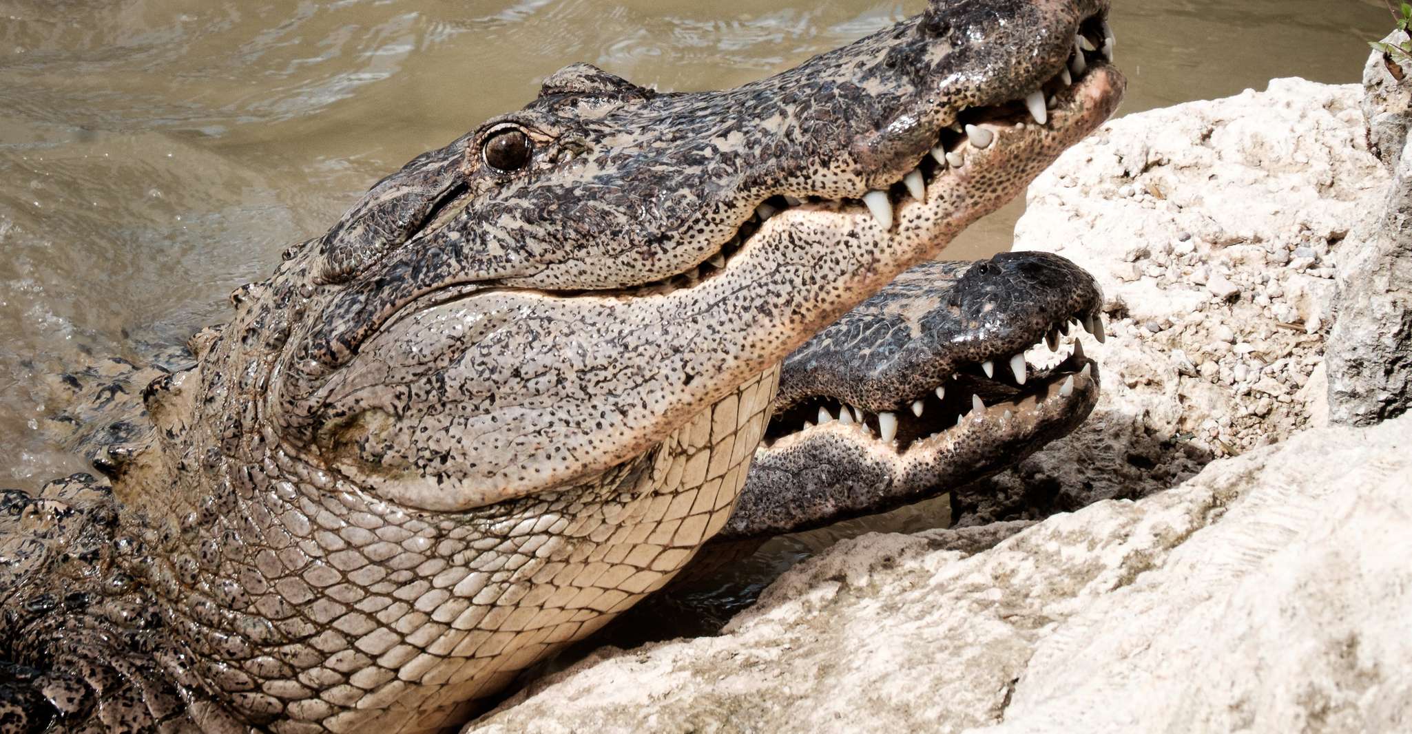 From Miami: Everglades Airboat Gator Spotting Tour photo 9