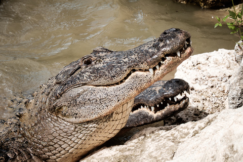 South Beach: Everglades Wildlife Airboat TourMorning Tour (9:00 AM)