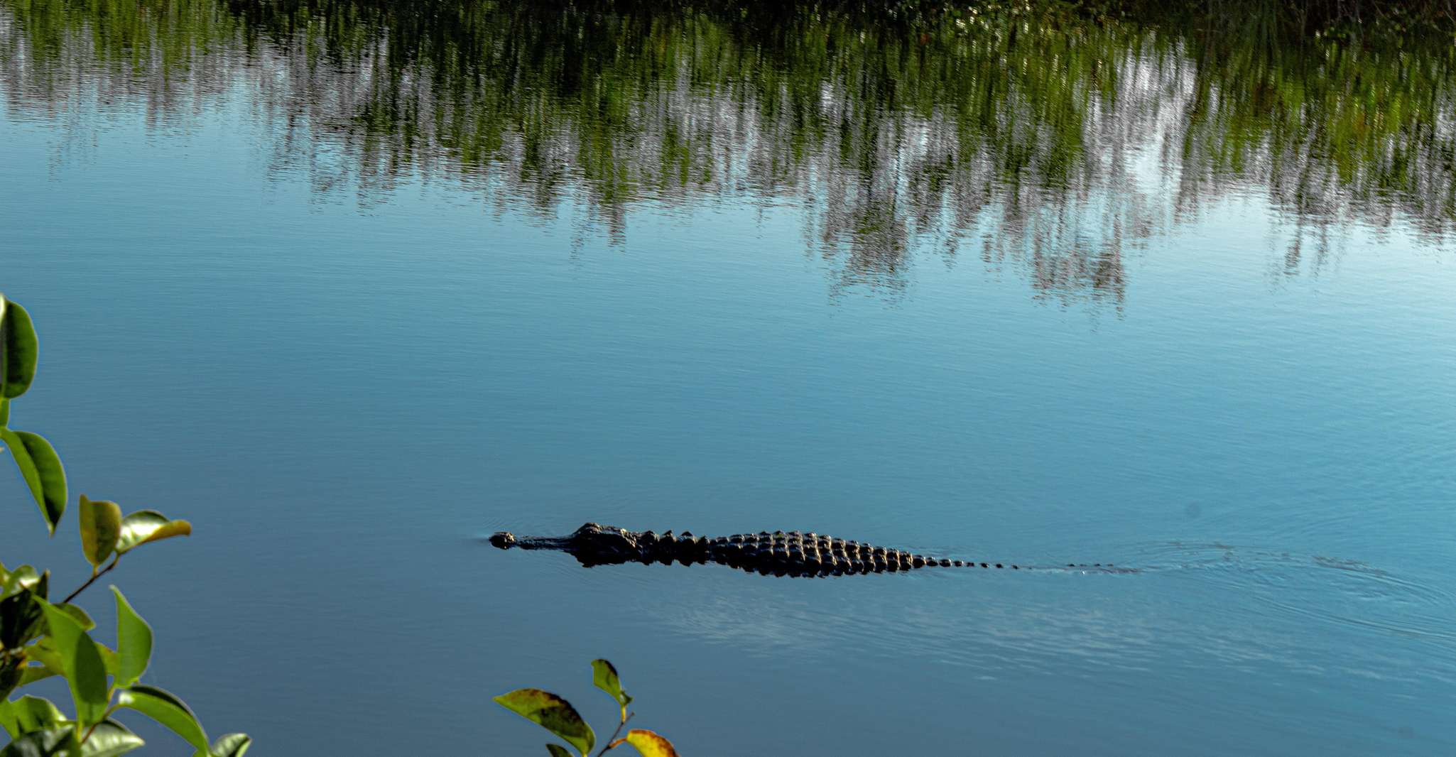 From Miami: Everglades Airboat Gator Spotting Tour photo 12