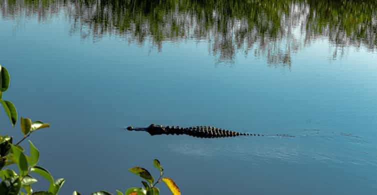 From Miami: Everglades Airboat Gator Spotting Tour photo 12