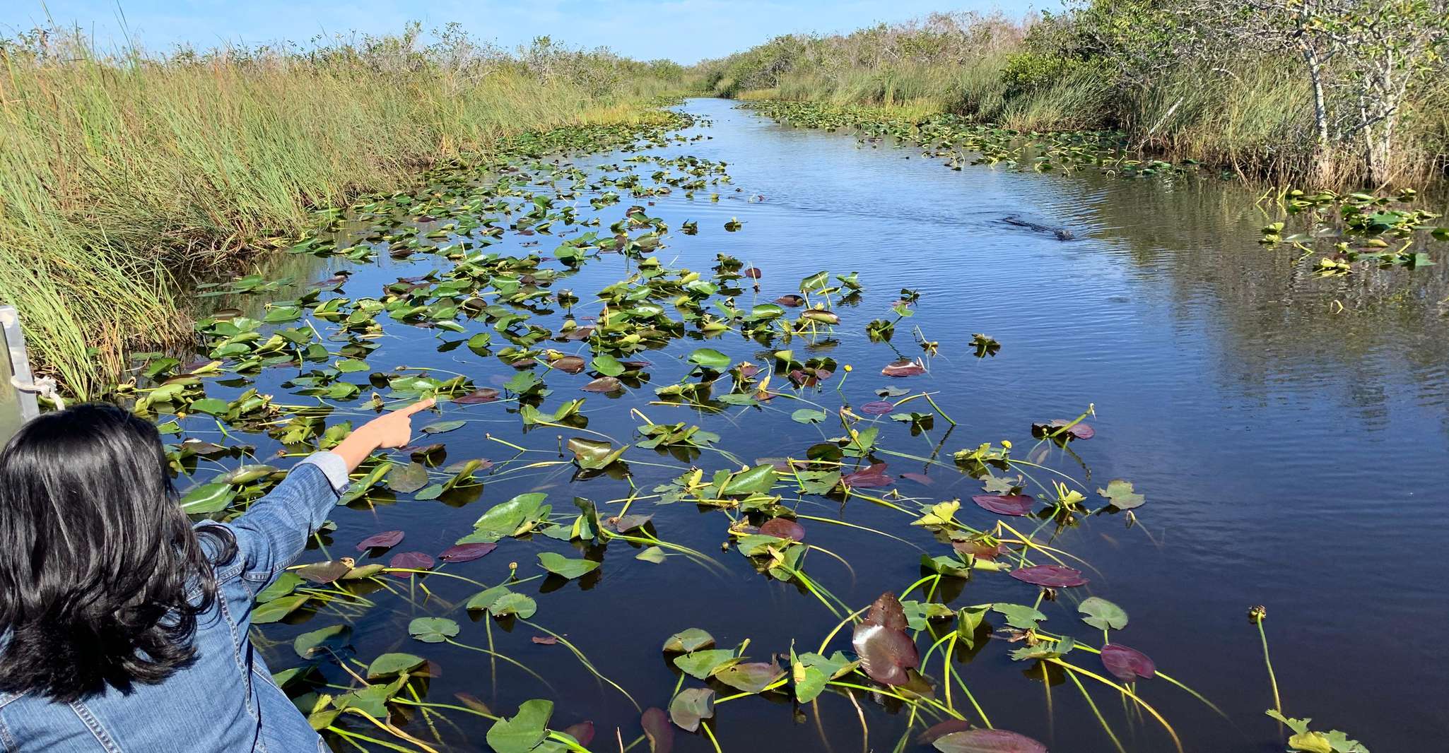 From Miami: Everglades Airboat Gator Spotting Tour photo 6