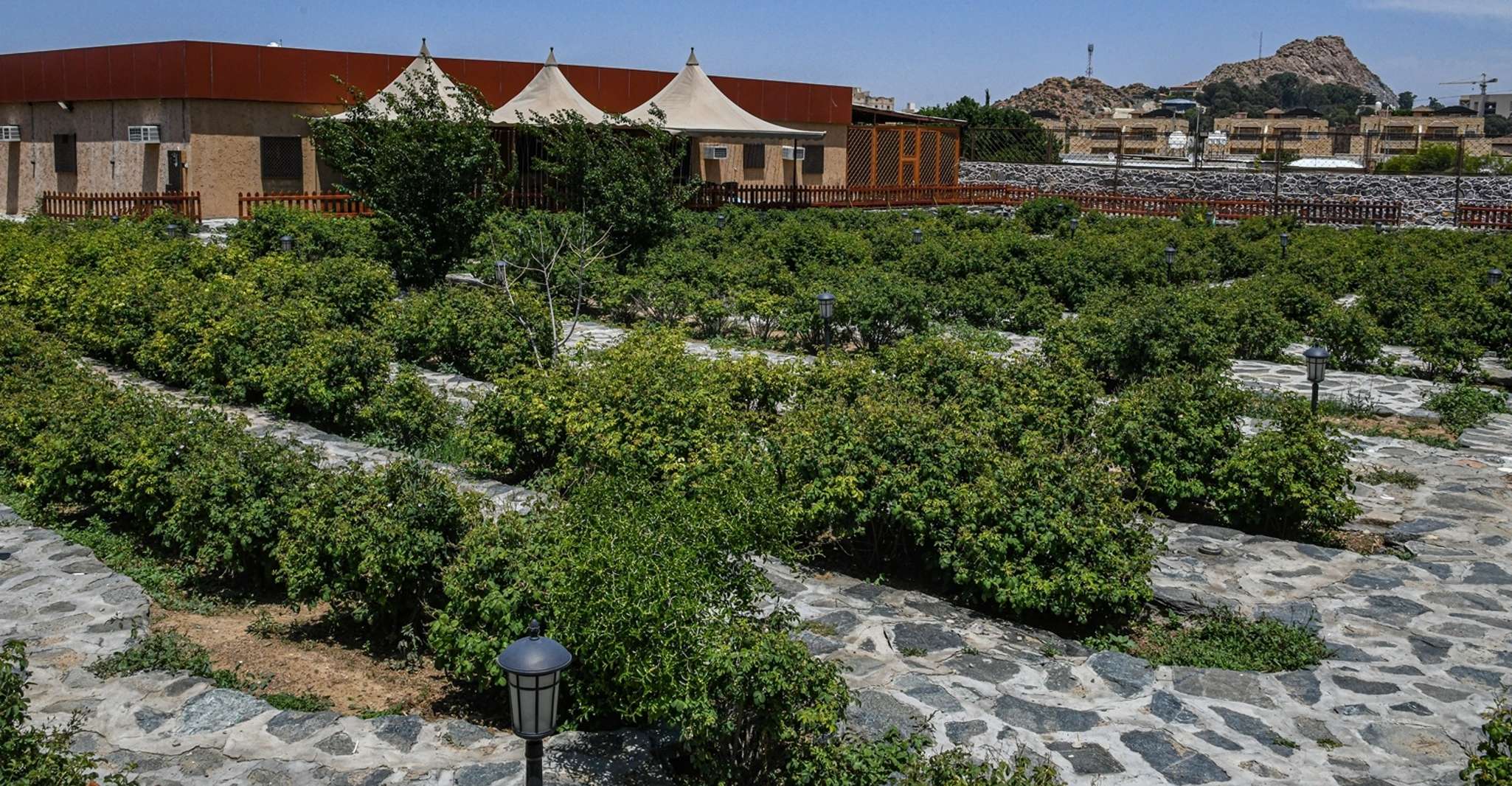 From Jeddah: Taif Exploration Tour with Lunch photo 9