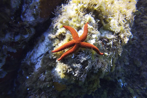 Calvi: Pointe de la Revellata snorkelen rondvaartCalvi: Pointe de la Revellata snorkelboottocht