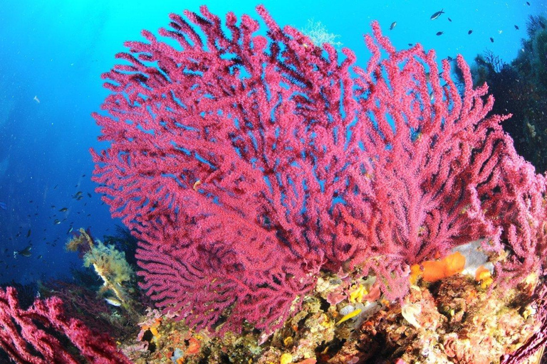 Calvi: Pointe de la Revellata Snorkeling Boat Tour