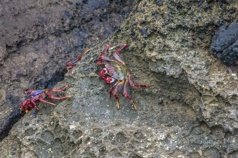 Vila Franca-ön: Naturreservatstur utanför kustenAvgång från marinan