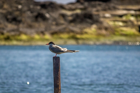 Vila Franca do Campo: Islet Reserve Boat & Walking Tour