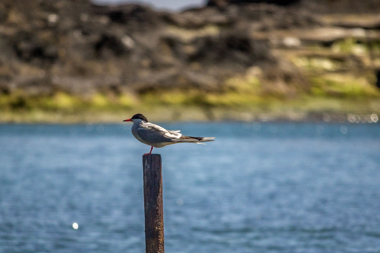 Vila Franca do Campo: boot- en wandeltocht eilandjes