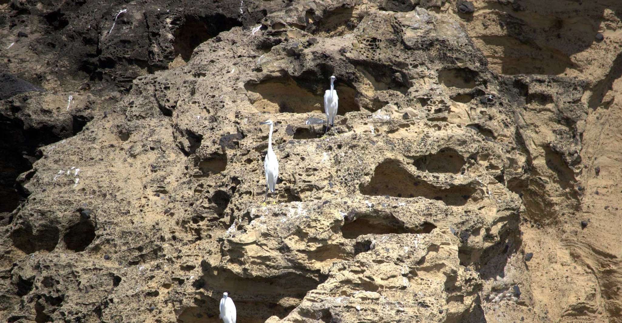 Vila Franca Islet, Off-coast Nature Reserve Tour - Housity