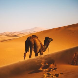 From Jeddah: Morning Desert Safari with Transfer and Snacks