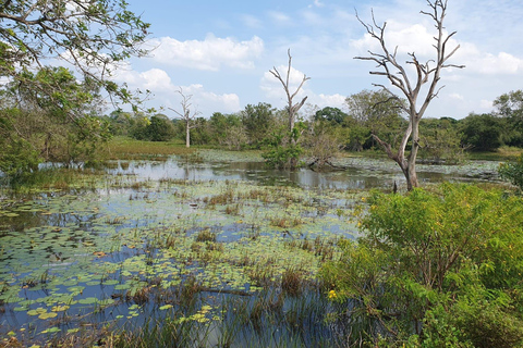 From Arugambay : Yala National Park Safari &amp; Dropoff in Ella