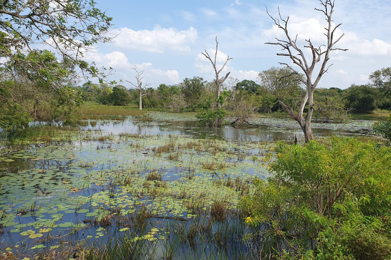 From Arugambay : Yala National Park Safari & Dropoff in Ella