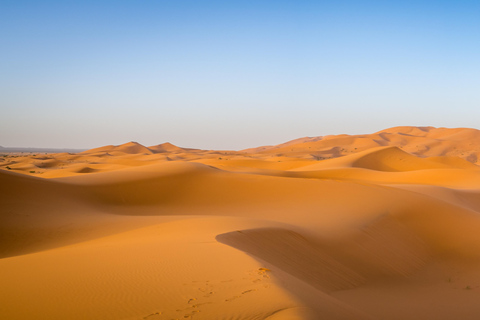 Under the Stars: Doha Night Desert Quest & Camel Ride Shared Night Safari with Hotel Pickup