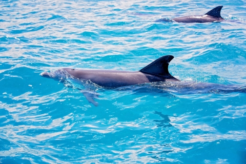 Z boku: całodniowa wycieczka łodzią z obserwacją delfinów z lunchem