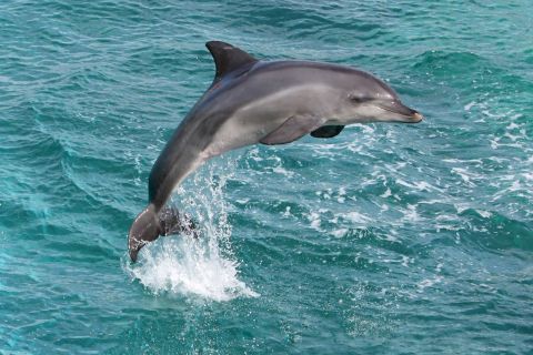 Fra siden: Heldags bådtur med frokost for at se på delfiner