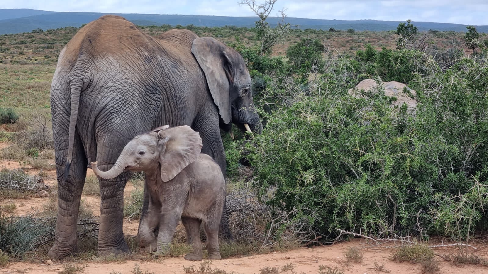 Tagestour mit Pirschfahrt im Addo-Elefanten-Nationalpark mit Mittagessen