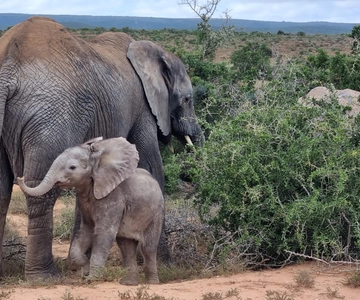 Addo Elephant National Park Game Drive Dagsutflykt med lunch