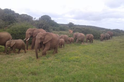 Gqeberha: Addo Elephant Park Game Drive Day Tour With Lunch