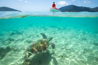 Airlie Beach, Whitehaven Full-Day Eco-Cruise with Buffet - Housity