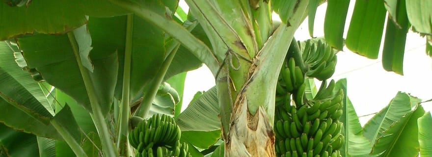 Zanzibar : visite d'une ferme d'épices, escalade de cocotiers et déjeuner local