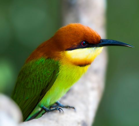 Safaris & wildlife activities